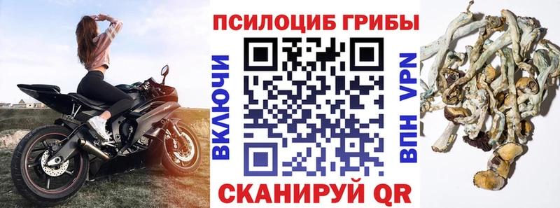 Купить закладки  Нарьян-Мар  Псилоцибиновые грибы Cubensis 